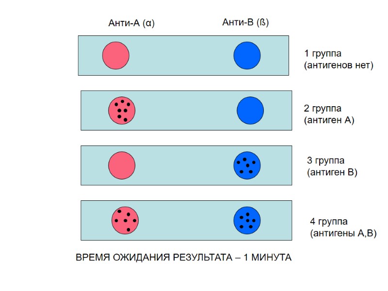 ВРЕМЯ ОЖИДАНИЯ РЕЗУЛЬТАТА – 1 МИНУТА Анти-А (α) Анти-В (ß) 1 группа (антигенов нет)